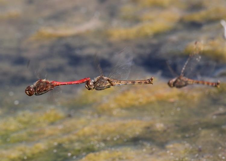 Vážka obecná (Sympetrum vulgatum), Nikolčice (foto Petr Berka)(1)