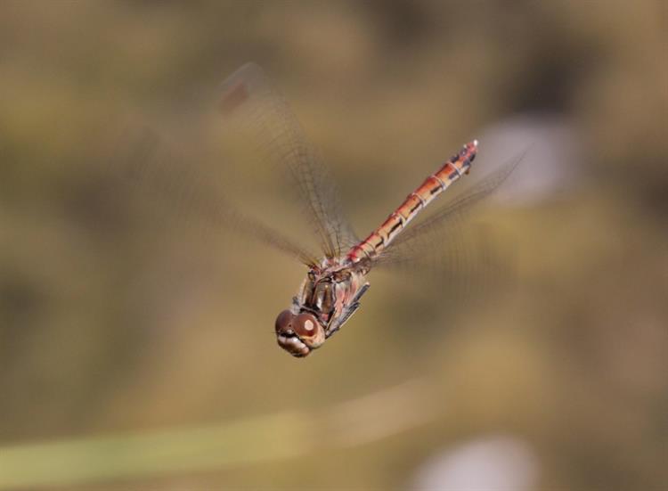 Vážka obecná (Sympetrum vulgatum), Nikolčice (foto Petr Berka)(2)