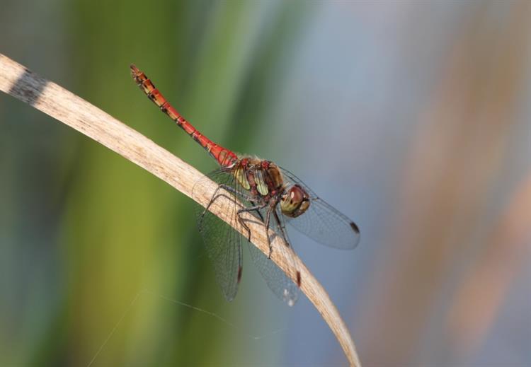 Vážka žíhaná (Sympetrum striolatum), Nikolčice (foto Petr Berka)(1)