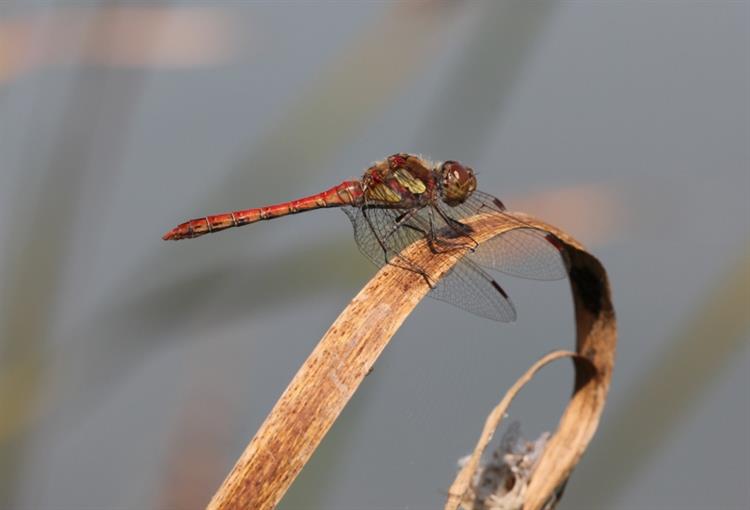 Vážka žíhaná (Sympetrum striolatum), Nikolčice (foto Petr Berka)(2)