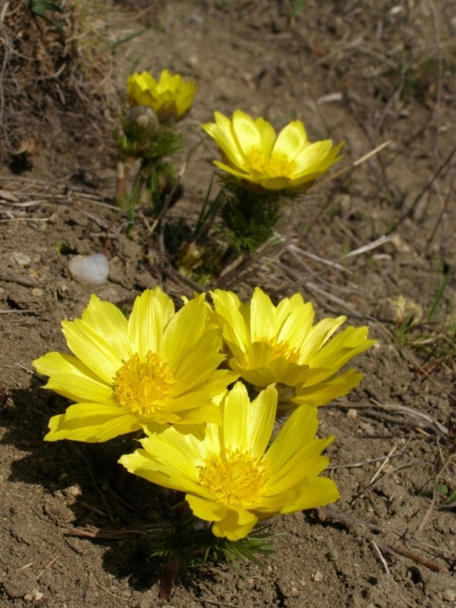 Hlaváček jarní (Adonis vernalis), Kurdějov (foto Petr Berka)