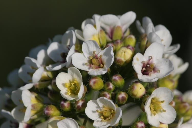 Katrán tatarský (Crambe tatarica), Uherčice (foto Petr Berka)(1)