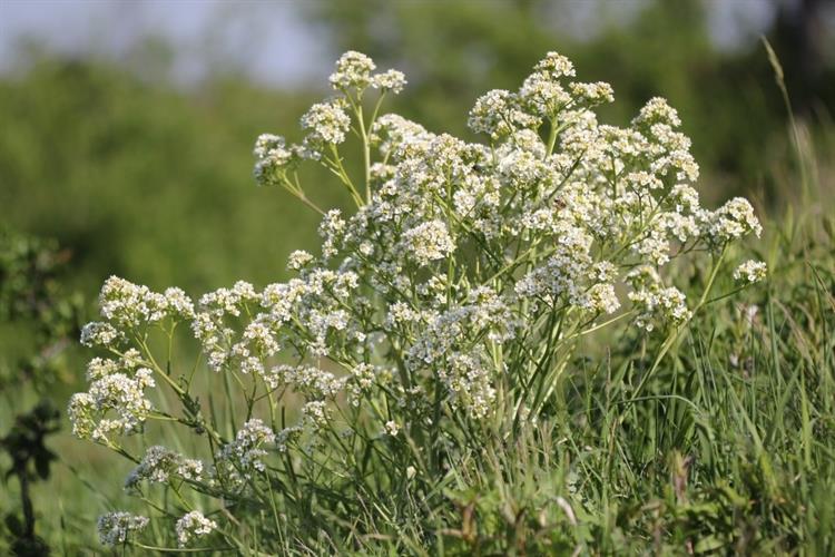 Katrán tatarský (Crambe tatarica), Uherčice (foto Petr Berka)(2)