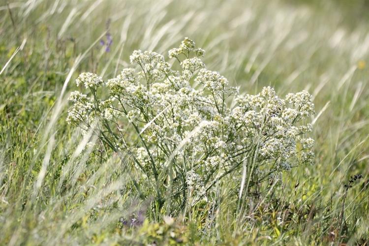 Katrán tatarský (Crambe tatarica), Uherčice (foto Petr Berka)(3)