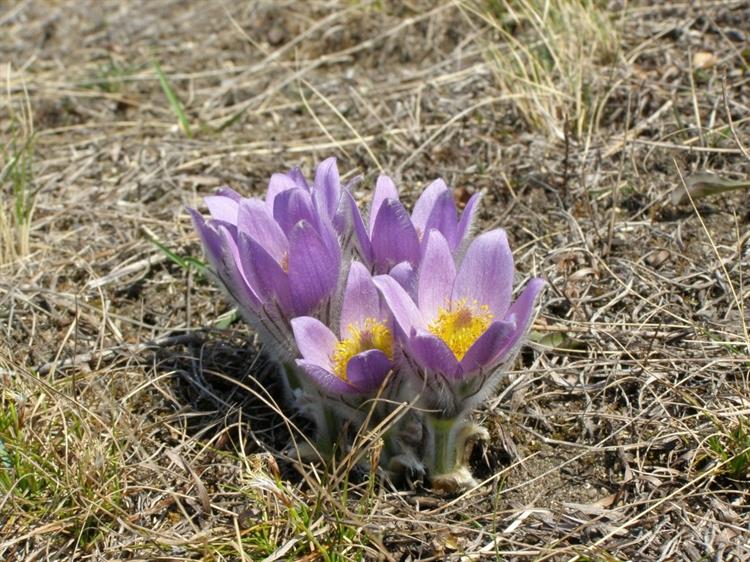 Koniklec velkokvětý (Pulsatilla grandis), Kurdějov (foto Petr Berka)(1)