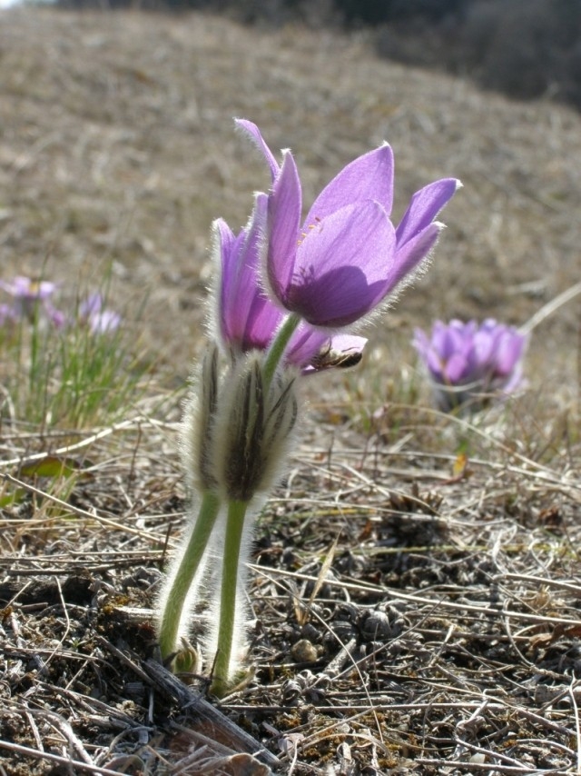 Koniklec velkokvětý (Pulsatilla grandis), Kurdějov (foto Petr Berka)(2)