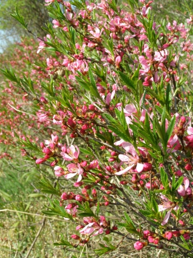 Mandloň nízká, Popice (Amygdalus nana) (foto Petr Berka)(2)