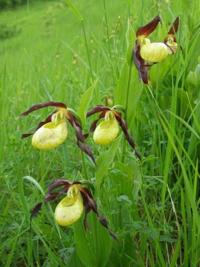 Střevičník pantoflíček (Cypripedium calceolus), Boleradice (foto Petr Berka)(1)