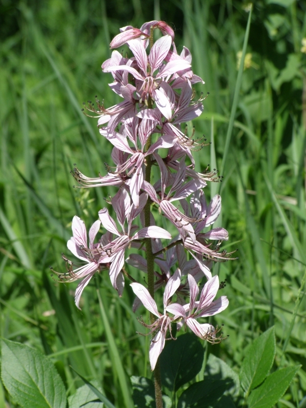 Třemdava bílá (Dictamnus albus), Němčičky (foto Petr Berka)(1)