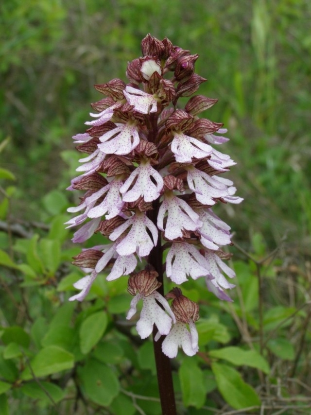 Vstavač nachový (Orchis purpurea), (foto Petr Berka)