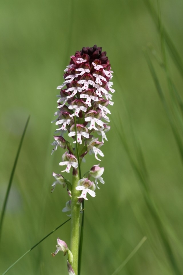 Vstavač osmahlý (Orchis ustulata), Němčičky (foto Petr Berka)