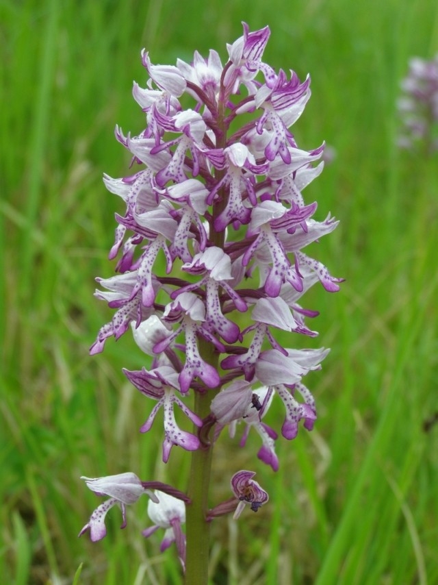 Vstavač vojenský (Orchis militaris), (foto Petr Berka)