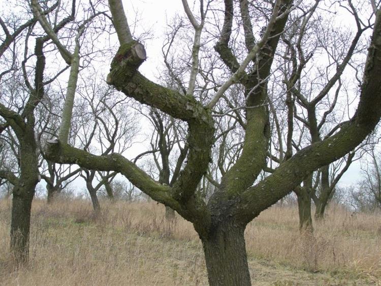 Mandloňové sady po ošetření, Hustopeče (foto Petr Berka)(1)