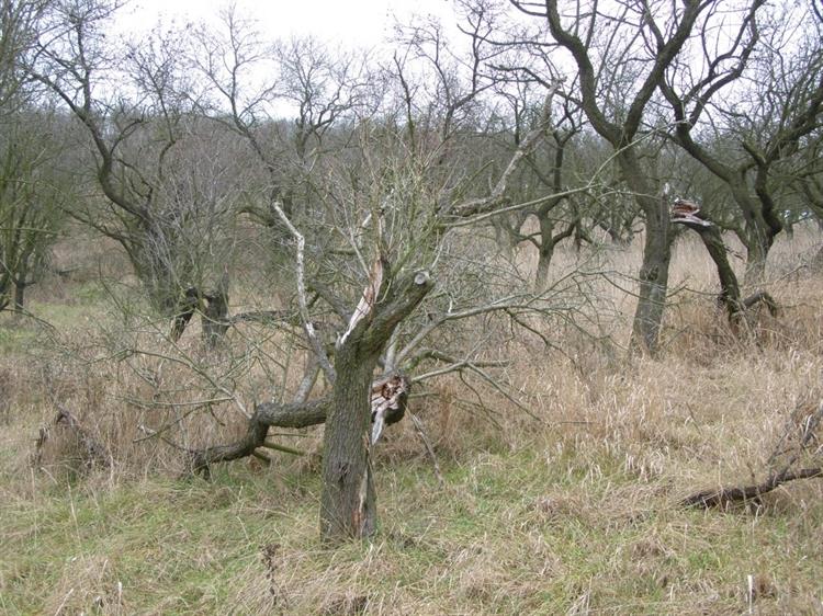 Mandloňové sady před ošetřením v r. 2008, Hustopeče (foto Petr Berka)(2)