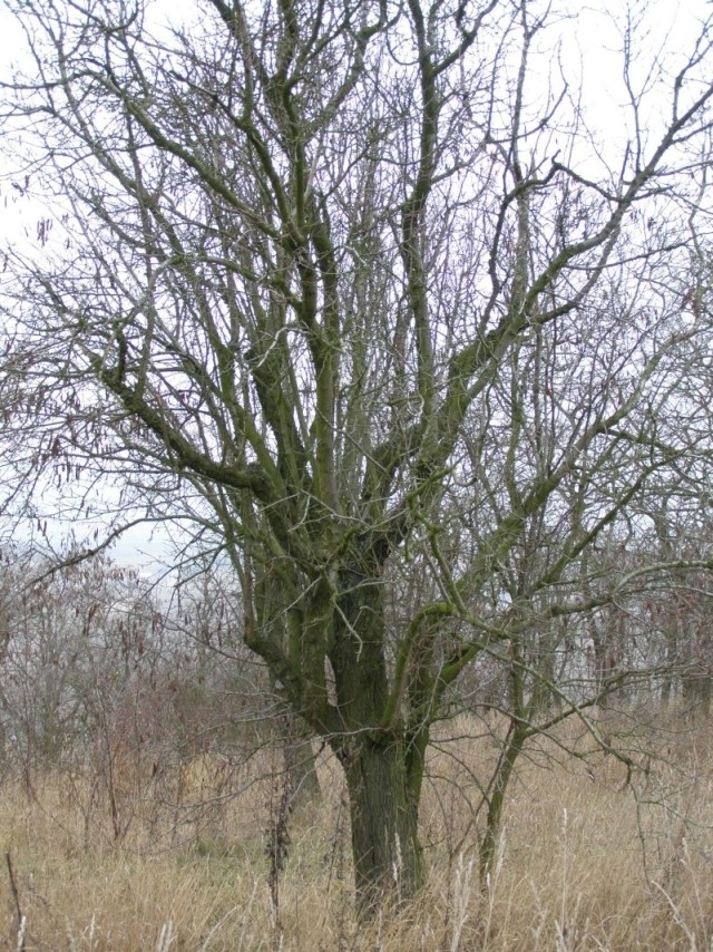 Mandloňové sady před ošetřením v r. 2008, Hustopeče (foto Petr Berka)(4)