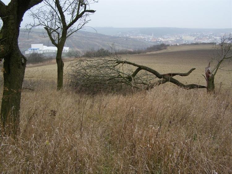 Mandloňové sady před ošetřením v r. 2008, Hustopeče (foto Petr Berka)(6)