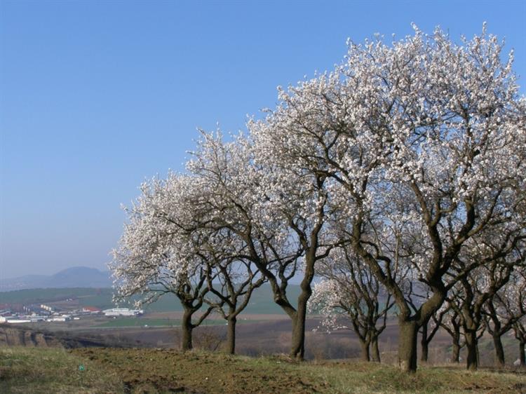 Mandloňové sady, Hustopeče (foto Petr Berka)(1)