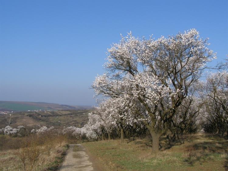 Mandloňové sady, Hustopeče (foto Petr Berka)(2)