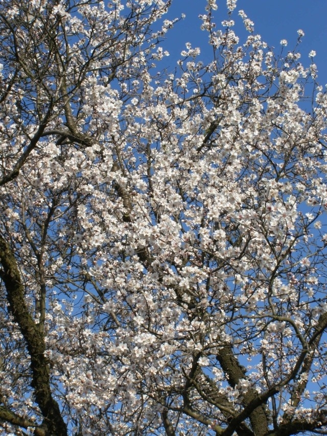 Mandloňové sady, Hustopeče (foto Petr Berka)(3)