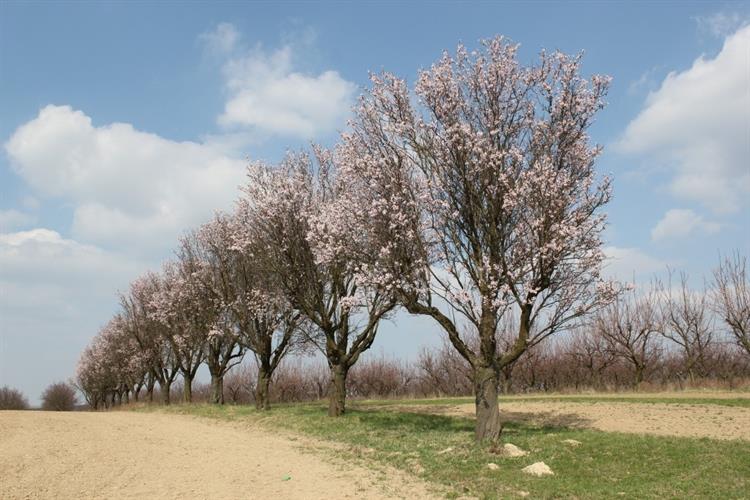 Stromořadí mandloní, Hustopeče (foto Petr Berka)(1)