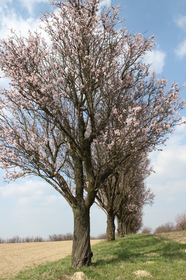 Stromořadí mandloní, Hustopeče (foto Petr Berka)(2)