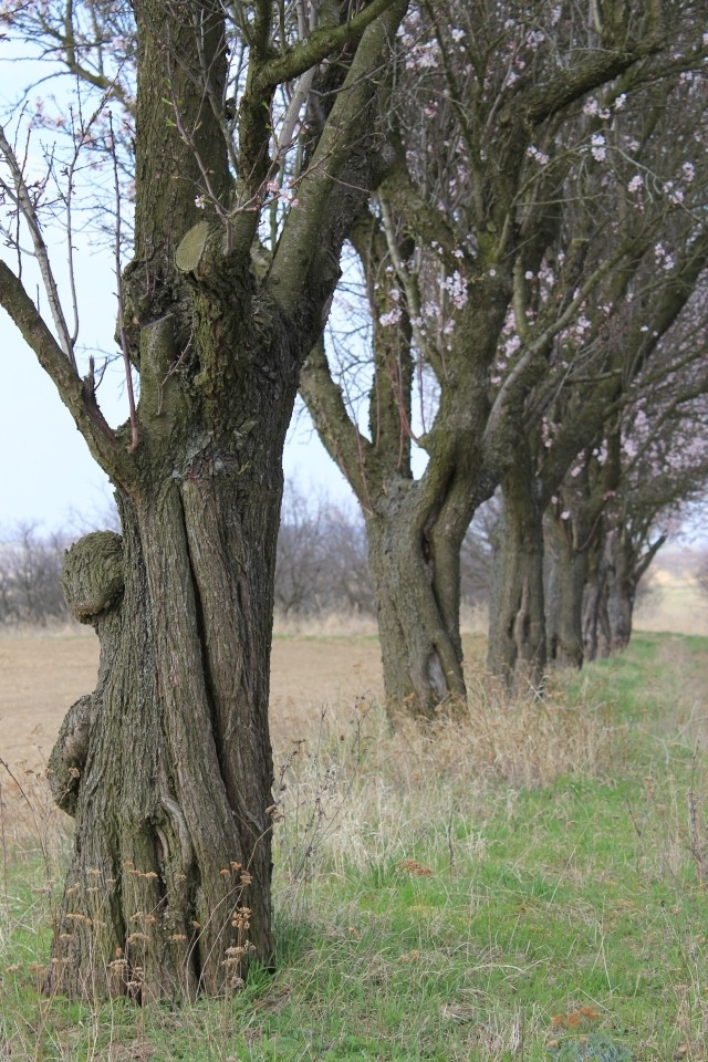 Stromořadí mandloní, Hustopeče (foto Petr Berka)(3)
