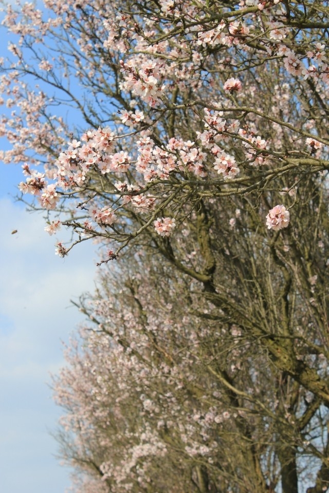 Stromořadí mandloní, Hustopeče (foto Petr Berka)(4)