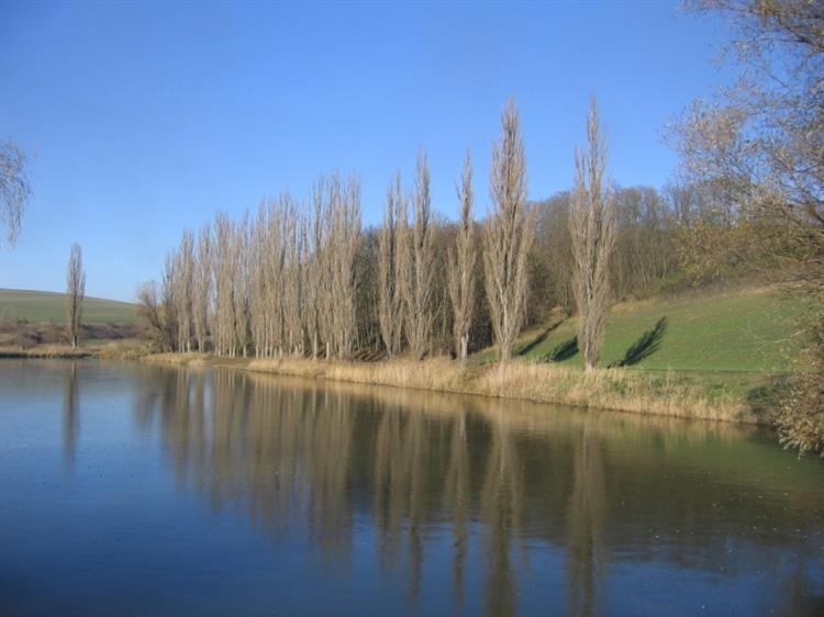 Borkovanský rybník (foto Petr Berka)(2)