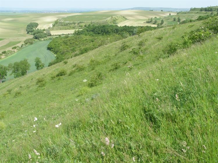 Evropsky významná lokalita Hochberk, Uherčice (foto Petr Berka)(1)