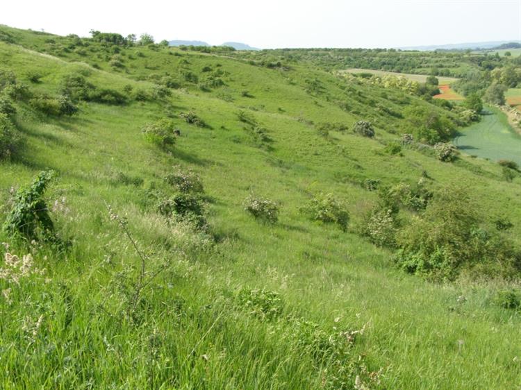 Evropsky významná lokalita Hochberk, Uherčice (foto Petr Berka)(2)