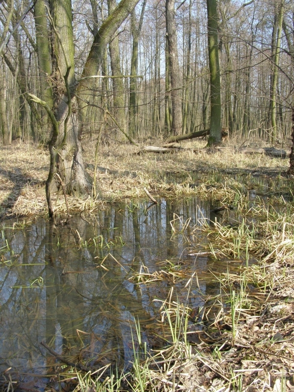 Lužní les, Pouzdřany (foto Petr Berka)