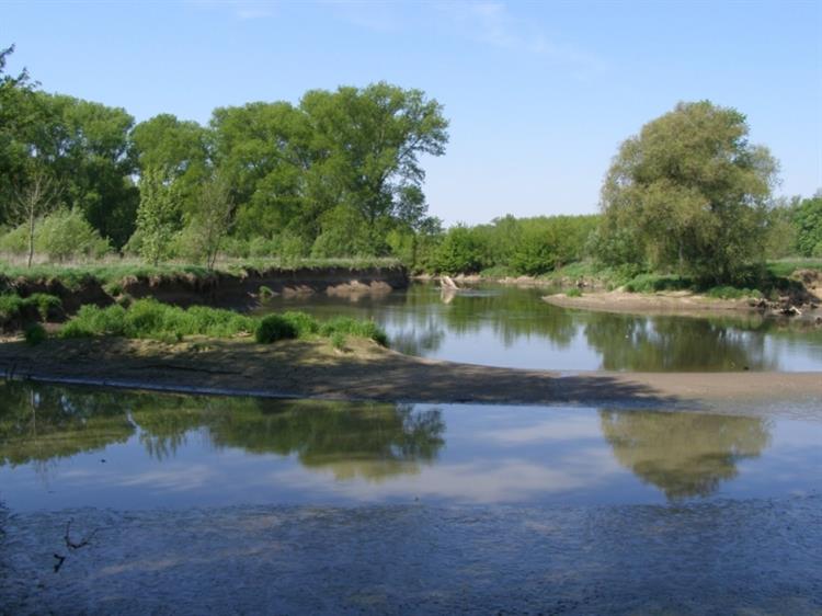 Neregulované koryto řeky Svratky, Velké Němčice (foto Petr Berka)