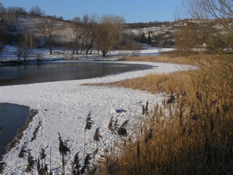 Přední rybník, Hustopeče (foto Petr Berka)(2)