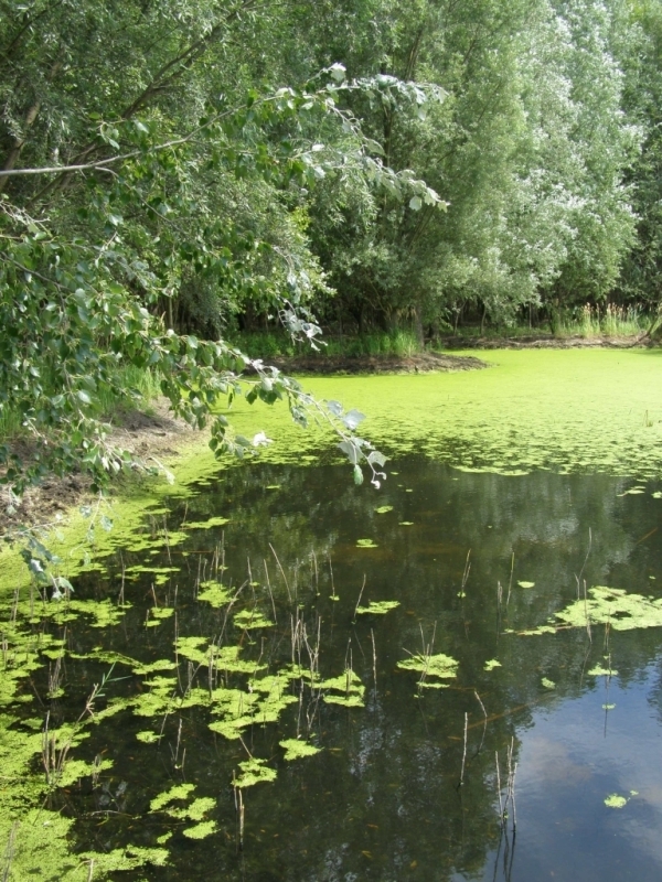 Tůň u Bořetic (foto Petr Berka)