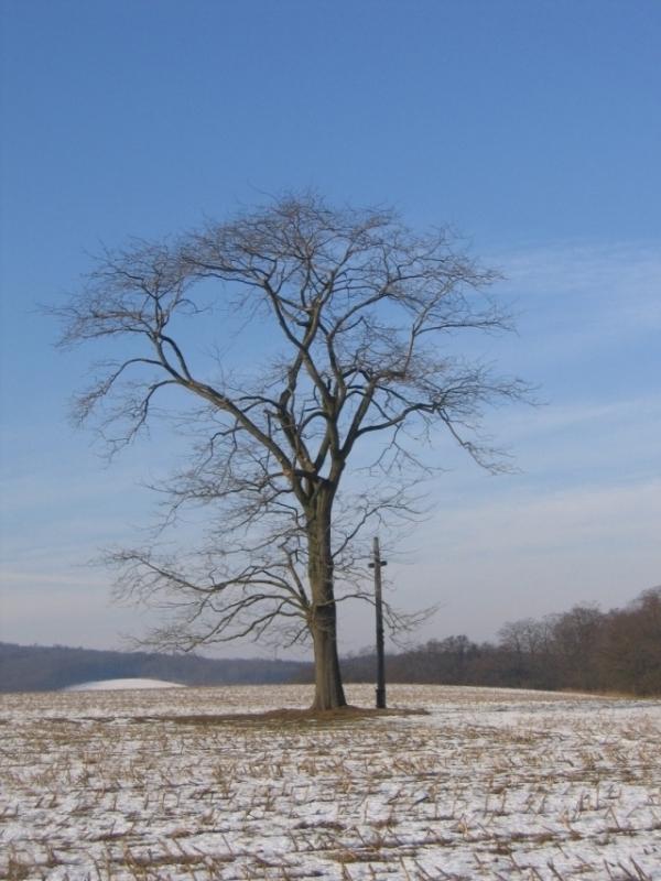 Dřezovec trojtrnný (Gleditsia triacanthos), Diváky (foto Petr Berka)