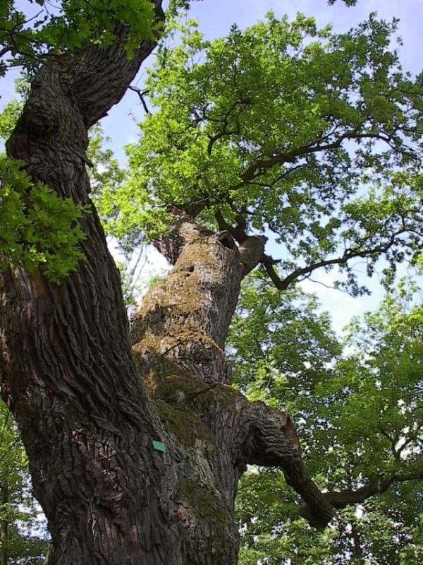 Dub letní (Quercus robur), Diváky (foto Petr Berka) (1)