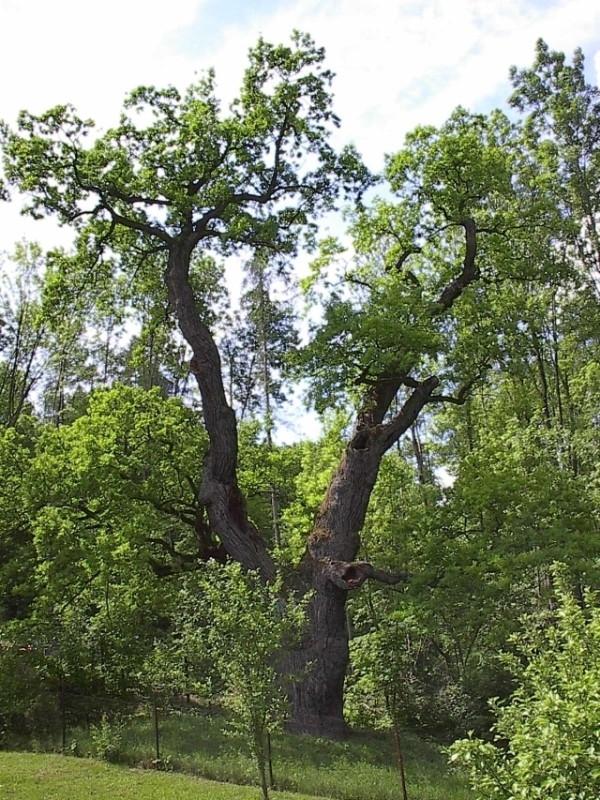 Dub letní (Quercus robur), Diváky (foto Petr Berka) (2)