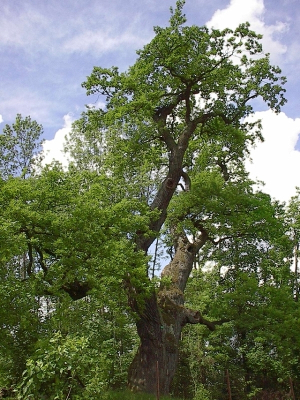 Dub letní (Quercus robur), Diváky (foto Petr Berka) (3)