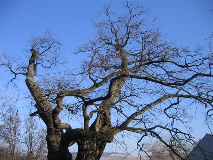 Dub letní (Quercus robur), Diváky (foto Petr Berka) (4)