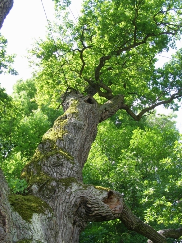 Dub letní (Quercus robur), Diváky (foto Petr Berka) (5)