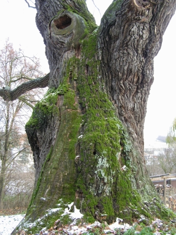 Dub letní (Quercus robur), Diváky (foto Petr Berka)(6)
