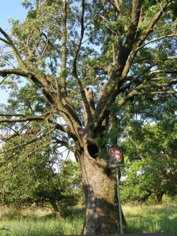 Jeřáb oskeruše (Sorbus domestica), Boleradice (foto Petr Berka)