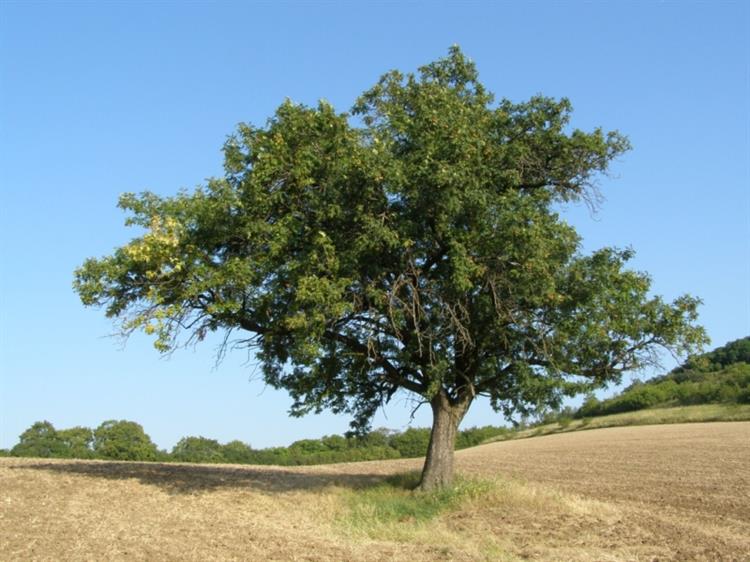 Jeřáb oskeruše (Sorbus domestica), Klobouky (foto Petr Berka)