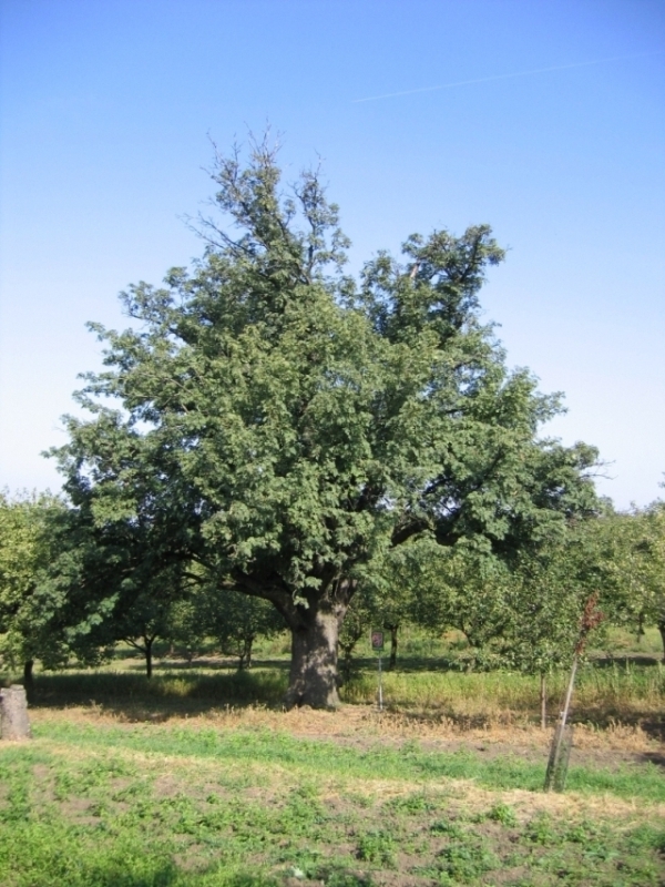 Jeřáb oskeruše (Sorbus domestica), Němčičky, Nové hory (1)