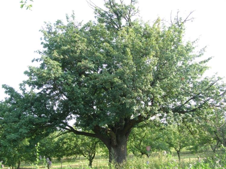 Jeřáb oskeruše (Sorbus domestica), Němčičky, Nové hory (foto Petr Berka)