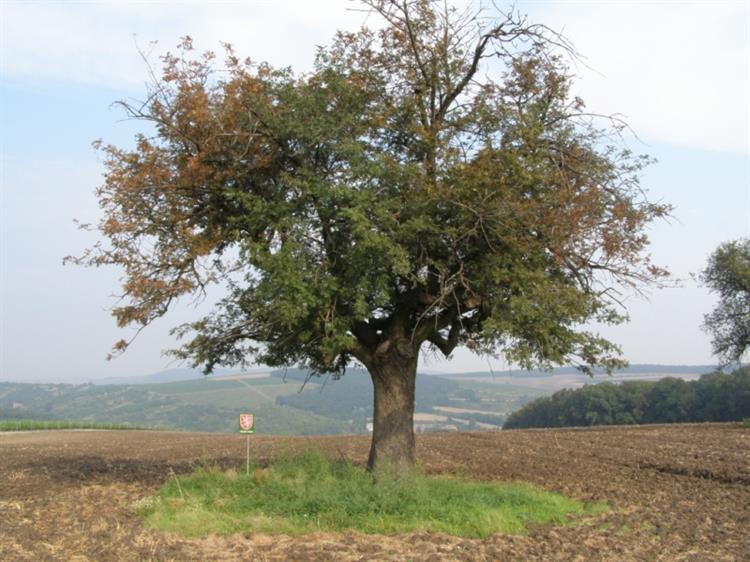 Jeřáb oskeruše (Sorbus domestica), Němčičky, Soudná (foto Petr Berka) (2)