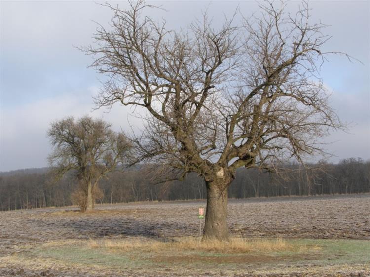 Jeřáb oskeruše (Sorbus domestica), Němčičky, Soudná (foto Petr Berka)(1)