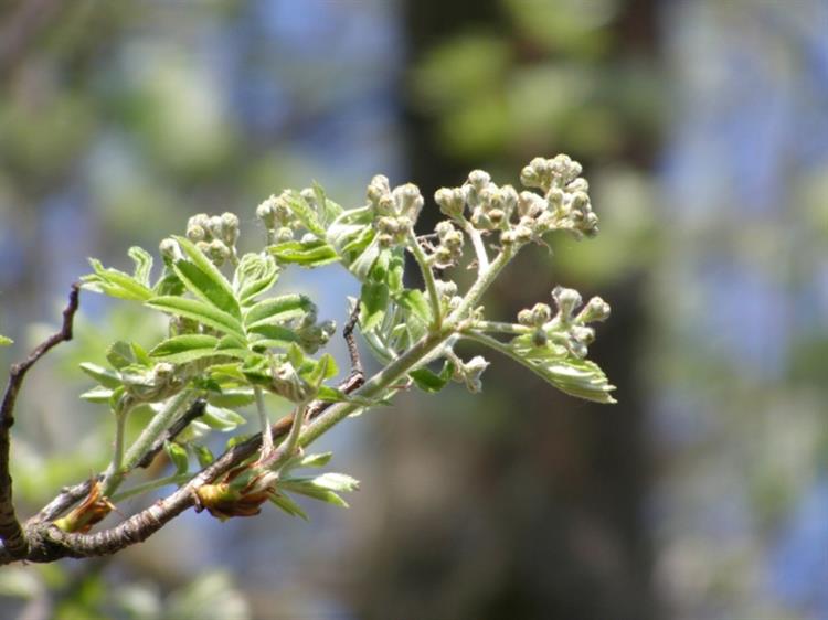 Květ jeřábu oskeruše (Sorbus domestica), Němčičky (foto Petr Berka)