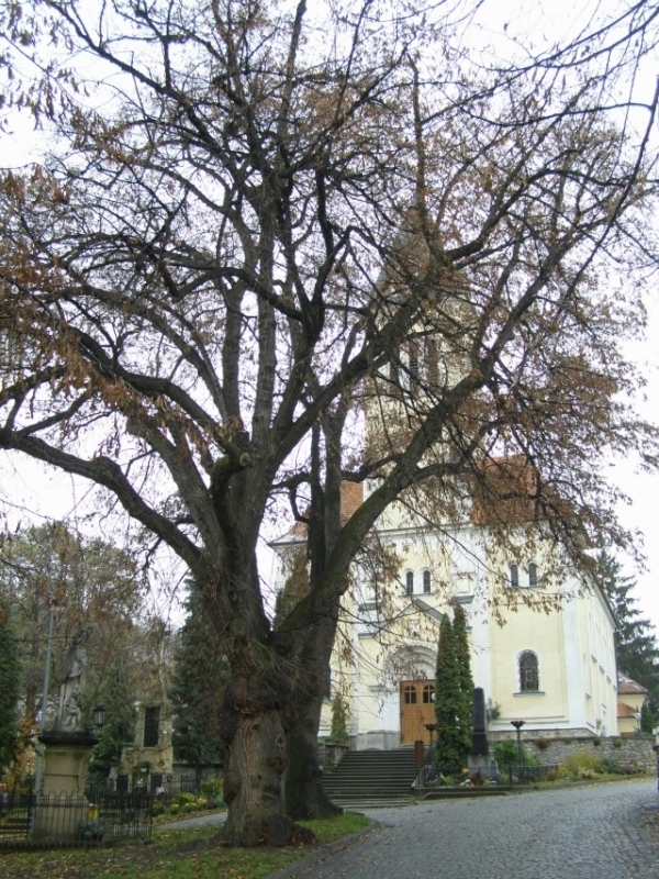 Lípy velkolisté (Tilia platyphyllos), Šitbořice (foto Petr Berka)(1)