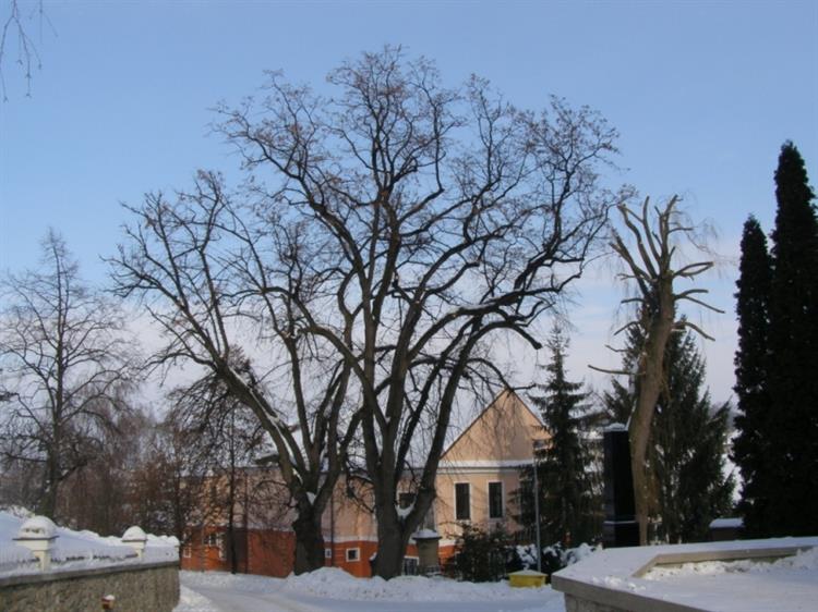 Lípy velkolisté (Tilia platyphyllos), Šitbořice (foto Petr Berka)(2)